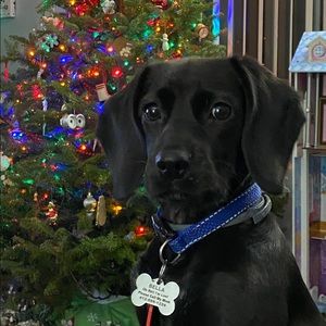 Meet your Posher, Renee